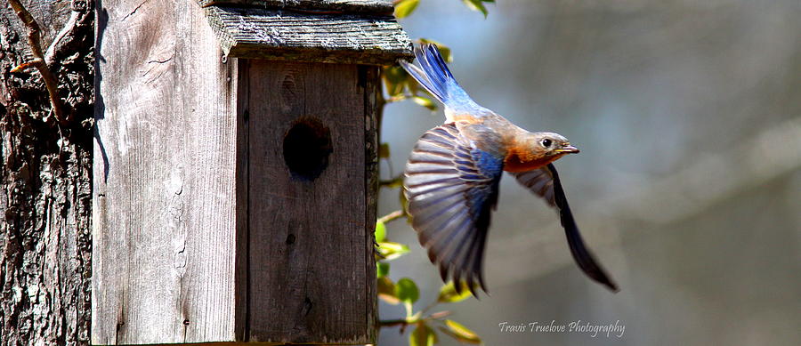 IMG_1414-003 - Eastern Bluebird #1 Photograph by Travis Truelove