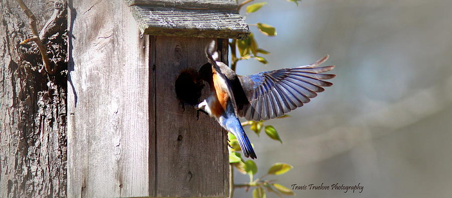 IMG_1516-003 - Eastern Bluebird #1 Photograph by Travis Truelove
