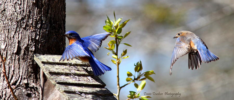 IMG_1731-005 - Eastern Bluebird #1 Photograph by Travis Truelove