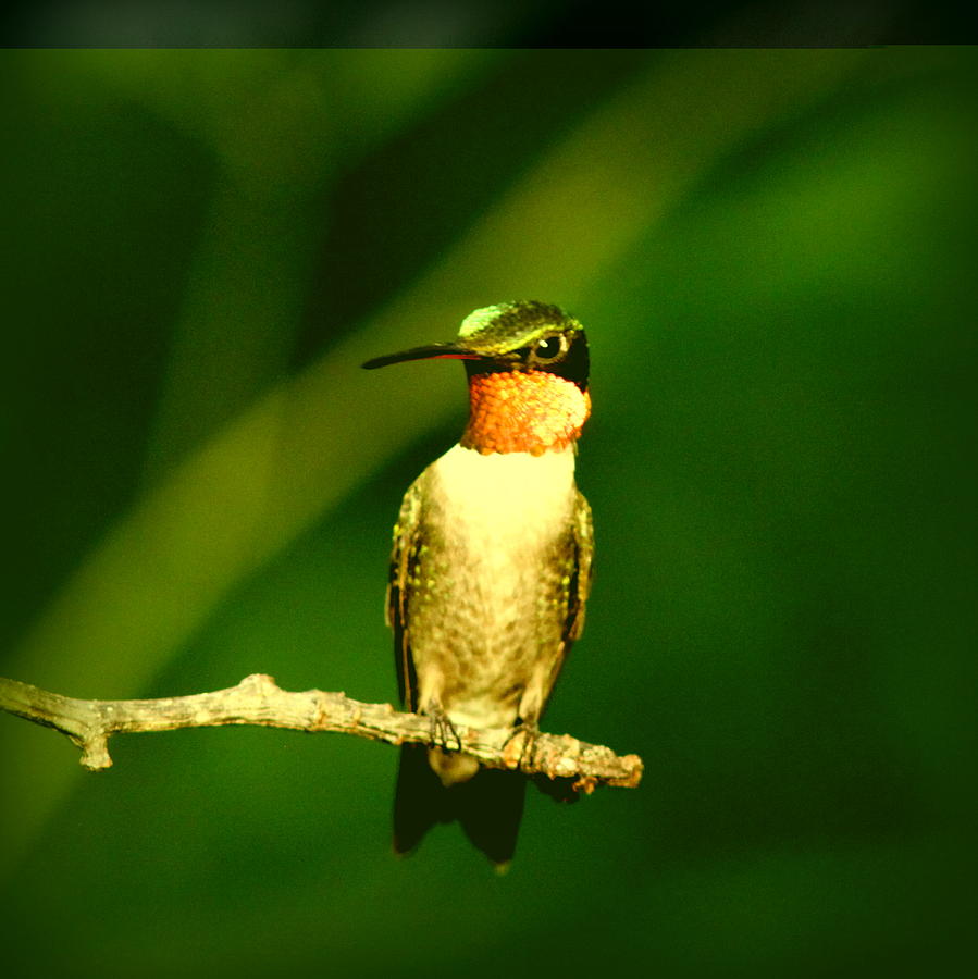 IMG_1814 - Ruby-throated Hummingbird #1 Photograph by Travis Truelove