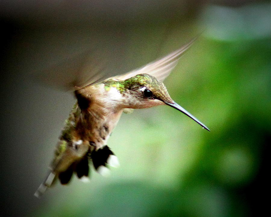 IMG_2338 - Ruby-throated Hummingbird #1 Photograph by Travis Truelove