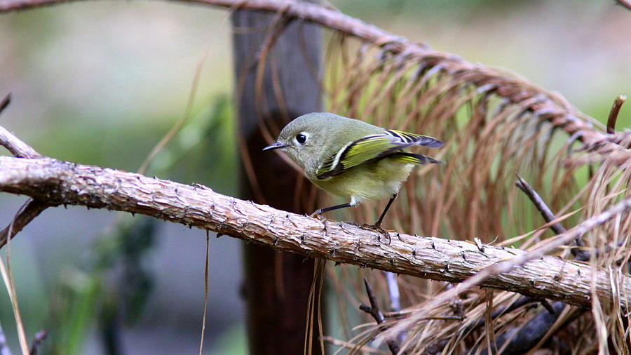 IMG_2484 - Ruby-crowned Kinglet #1 Photograph by Travis Truelove