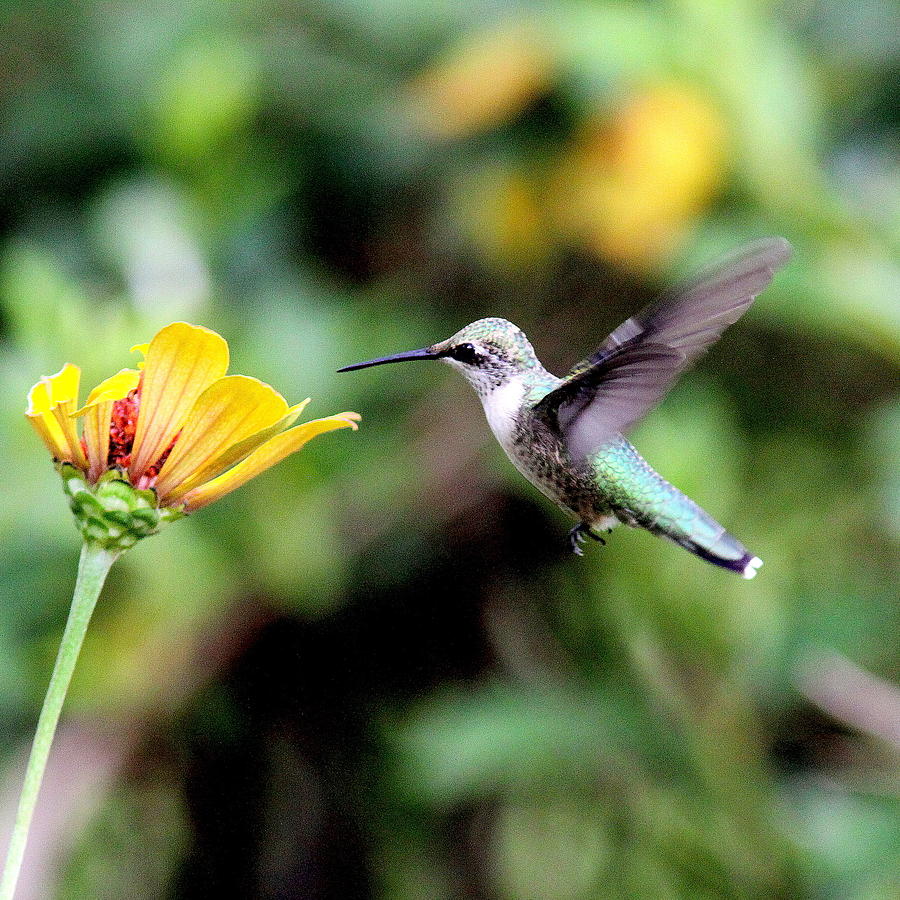 IMG_2696-004 -  Ruby-throated Hummingbird #1 Photograph by Travis Truelove