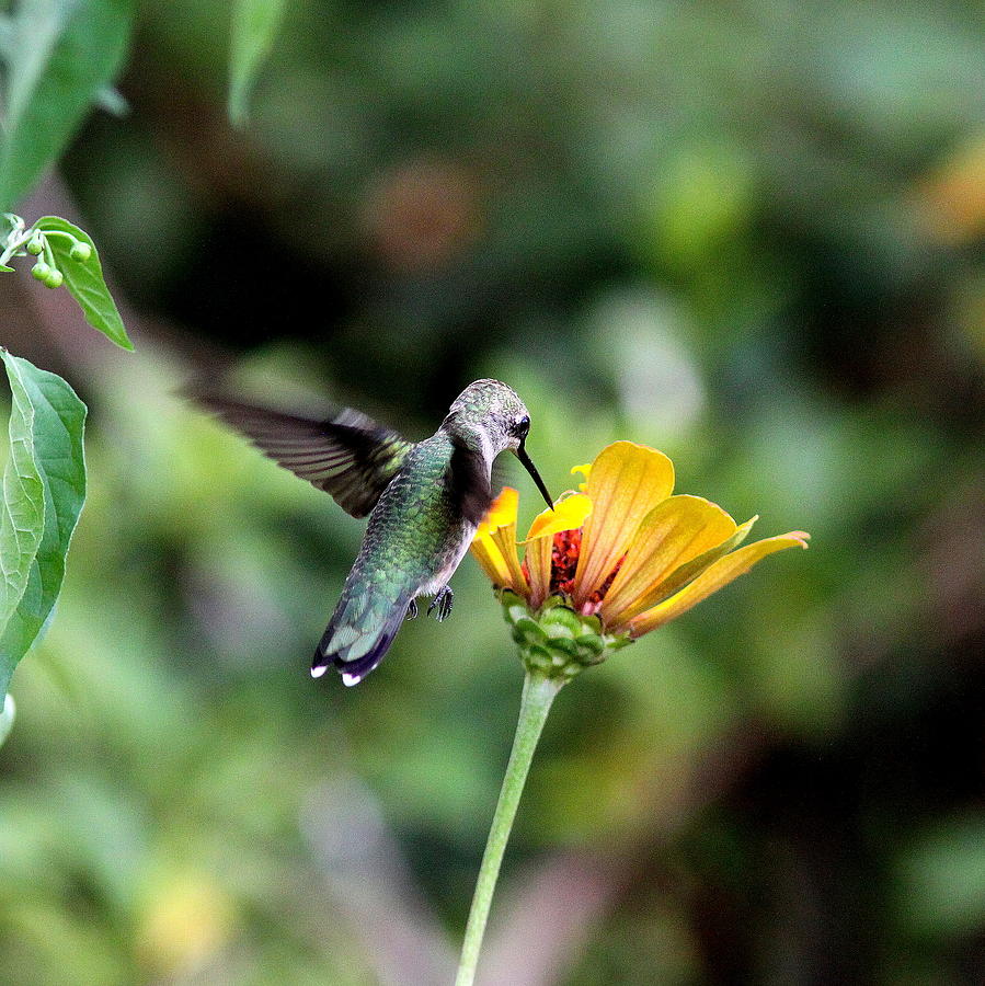 IMG_2725-004 -  Ruby-throated Hummingbird #1 Photograph by Travis Truelove