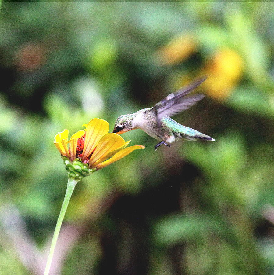IMG_2733-003 -  Ruby-throated Hummingbird #1 Photograph by Travis Truelove