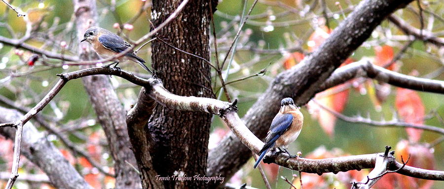 IMG_4841-004 - Eastern Bluebird #1 Photograph by Travis Truelove