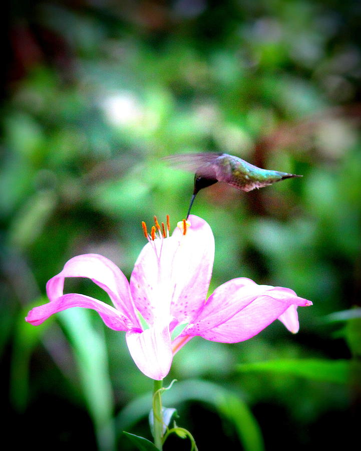 IMG_4940-003 - Ruby-throated Hummingbird #1 Photograph by Travis Truelove