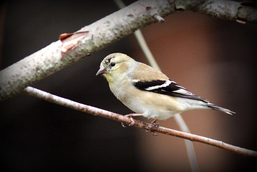 IMG_5963 - American Goldfinch #1 Photograph by Travis Truelove