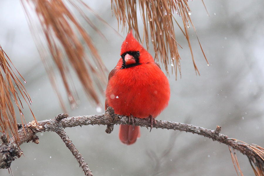 IMG_6433-002 - Northern Cardinal #1 Photograph by Travis Truelove