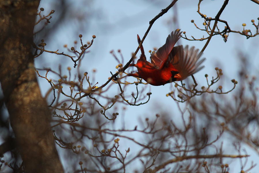 IMG_9169 - Northern Cardinal #1 Photograph by Travis Truelove