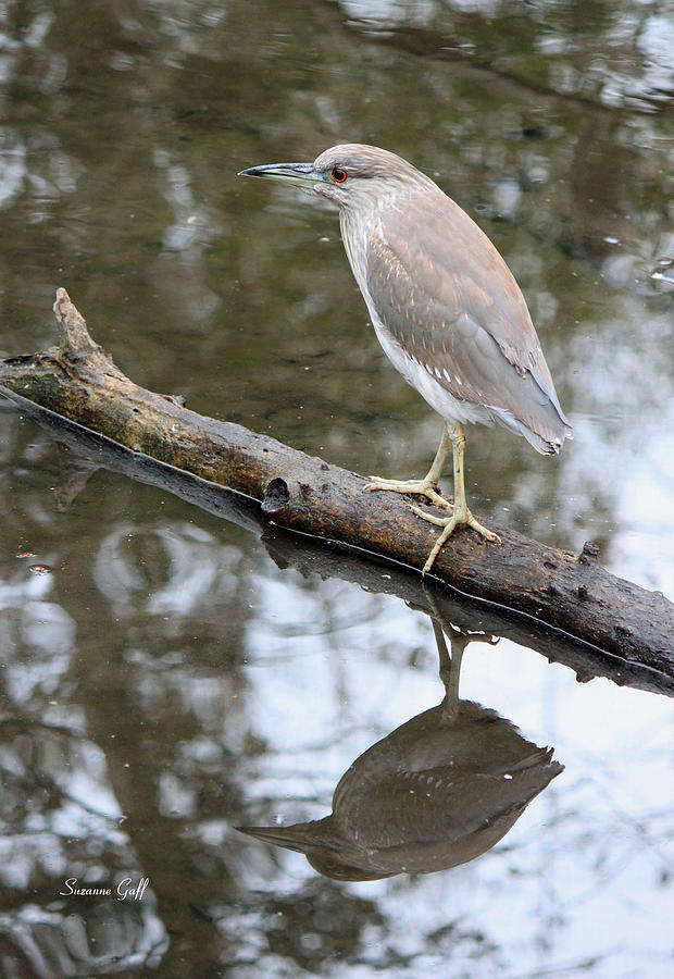 Heron Photograph - Immature Black Crowned Night Heron #1 by Suzanne Gaff