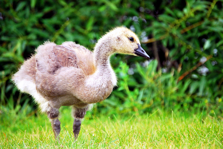 Immature Canada Goose Photograph by Damon Waselenchuk - Fine Art America