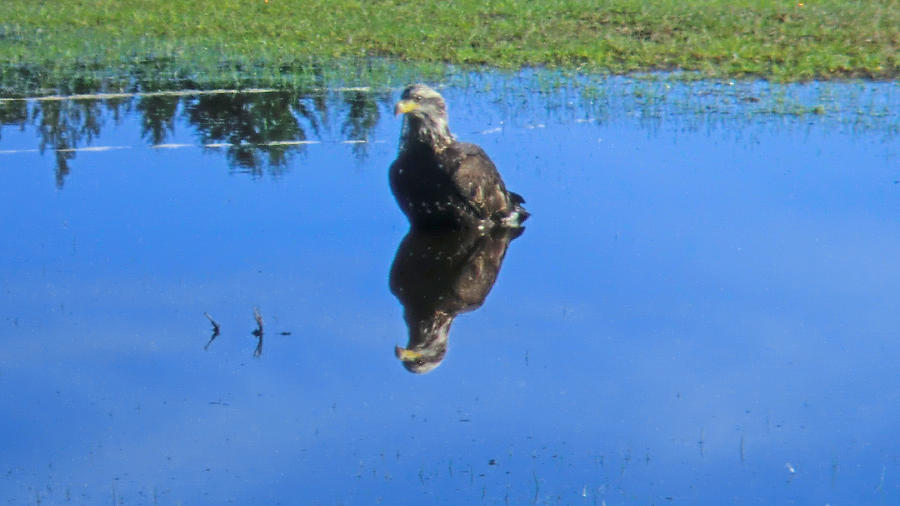 Immature Eagle Fishing In A Roadside Puddle #1 Photograph by Marie Jamieson