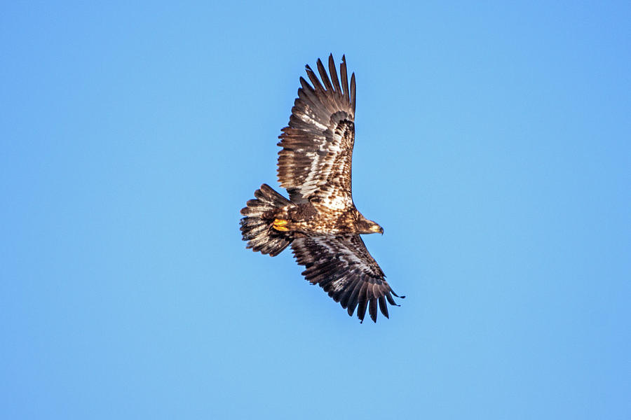 Immature Eagle in Flight #1 Photograph by Ira Marcus
