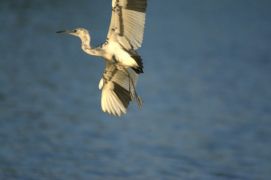 Heron Photograph - Immature Little Blue Heron In Flight #2 by Roy Williams