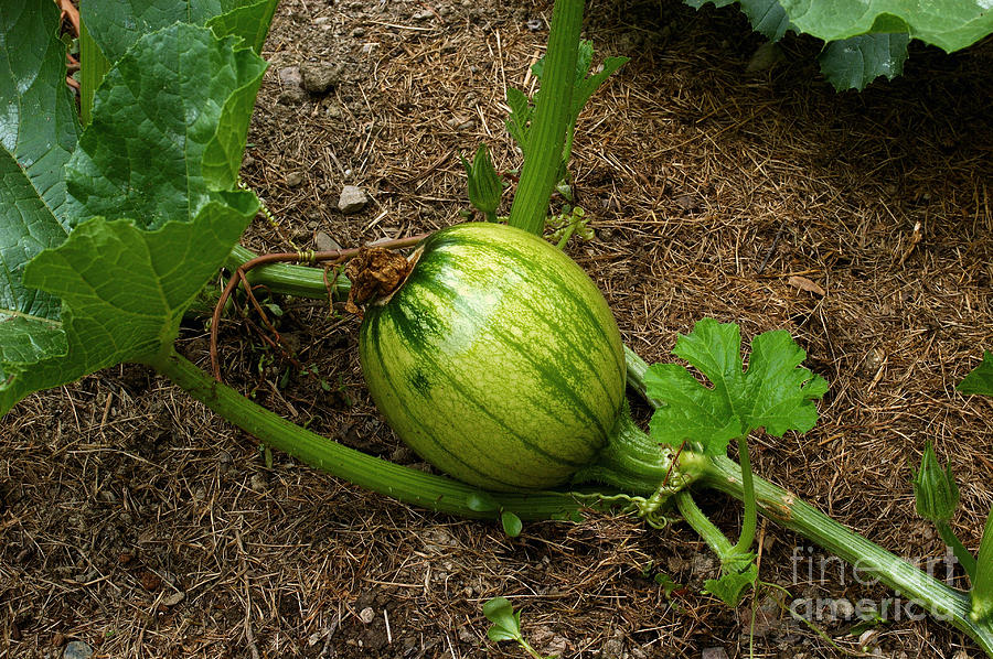 Immature Pumpkin #1 Photograph by John Kaprielian - Pixels