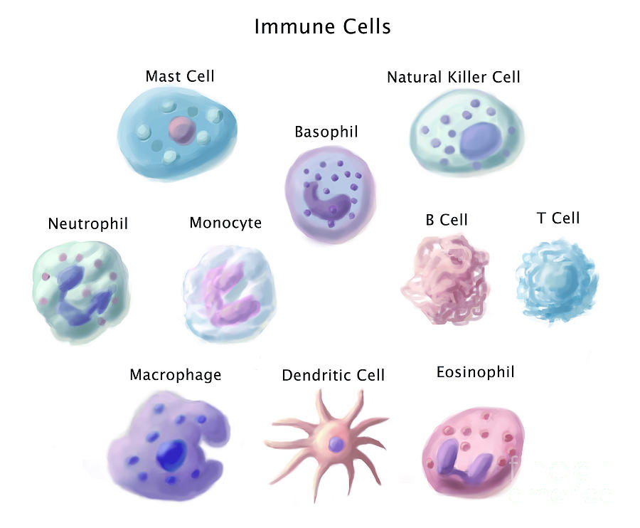 Immune Cells, Illustration #1 Photograph by Spencer Sutton