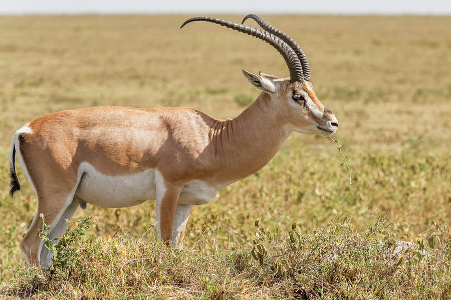 Impala antelope in Africa #1 Photograph by Marek Poplawski