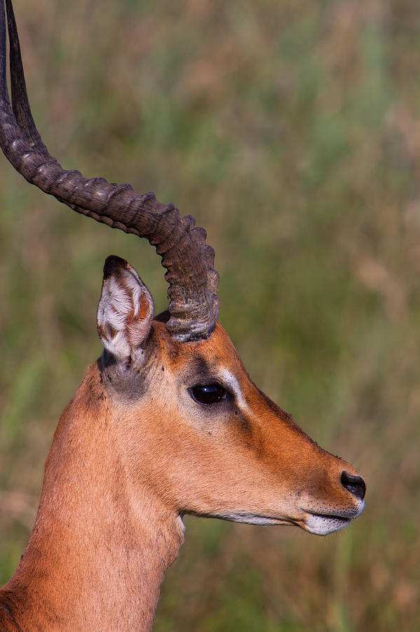 Wildlife Photograph - Impala Portrait #1 by Hein Welman