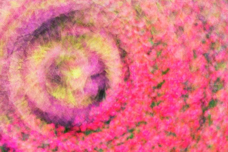 Impression Series - Floral Galaxies by Ranjay Mitra Impression Series - Floral Galaxies by Ranjay Mitra