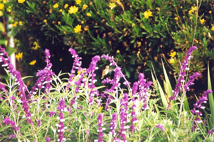 Hummingbird Photograph - Delicate In Flight by Cynthia Marcopulos Hummingbird Photograph - Delicate In Flight by Cynthia Marcopulos