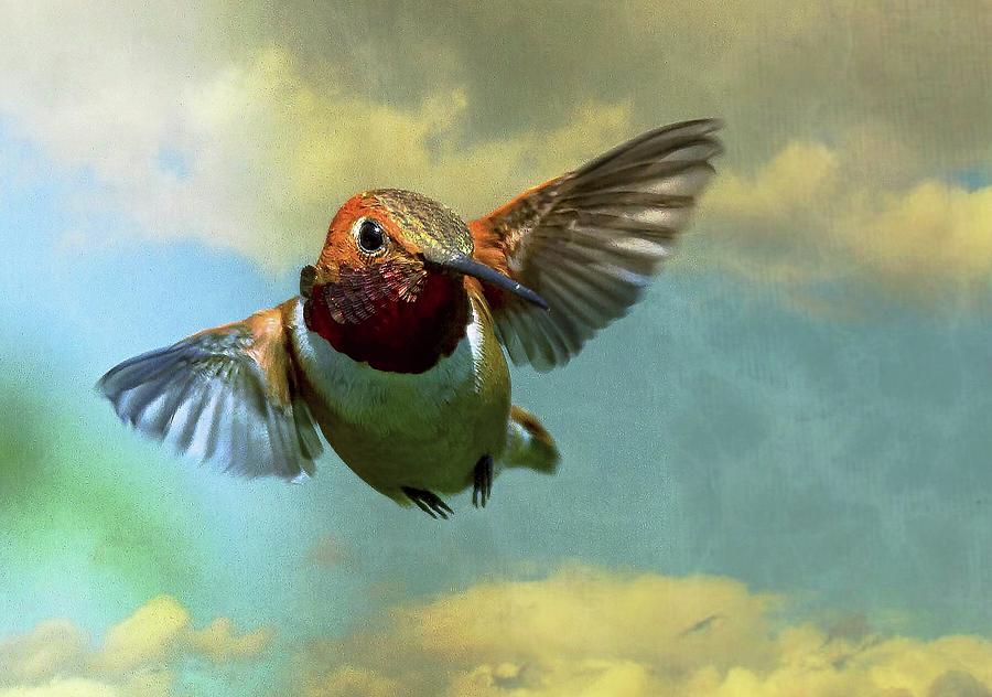 In Flight by Sheldon Bilsker In Flight by Sheldon Bilsker