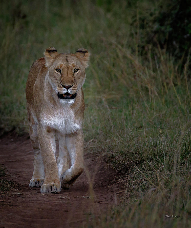 Wildlife Photograph - In Her Path #1 by Tim Bryan