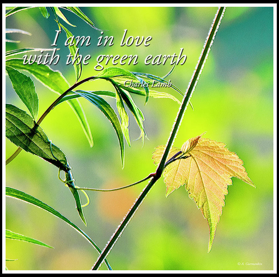 In Love with the Green Earth #1 Digital Art by A Macarthur Gurmankin