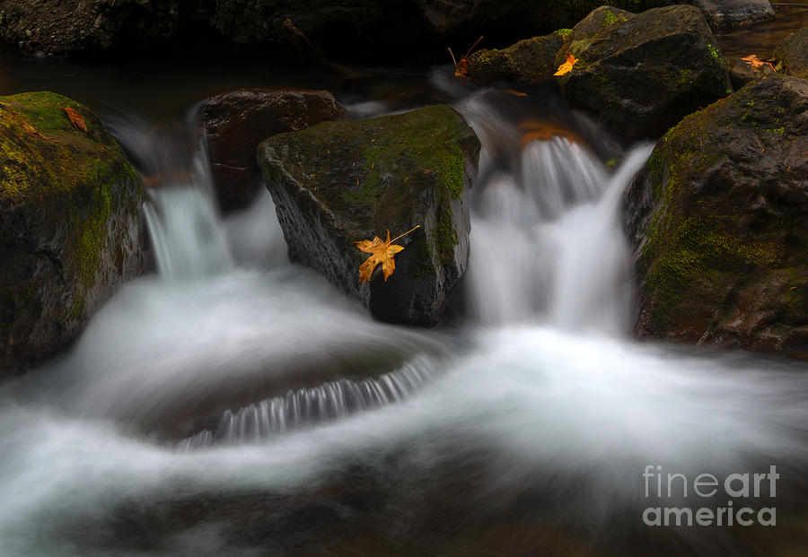 Fall Photograph - In the Center of It All #1 by Michael Dawson