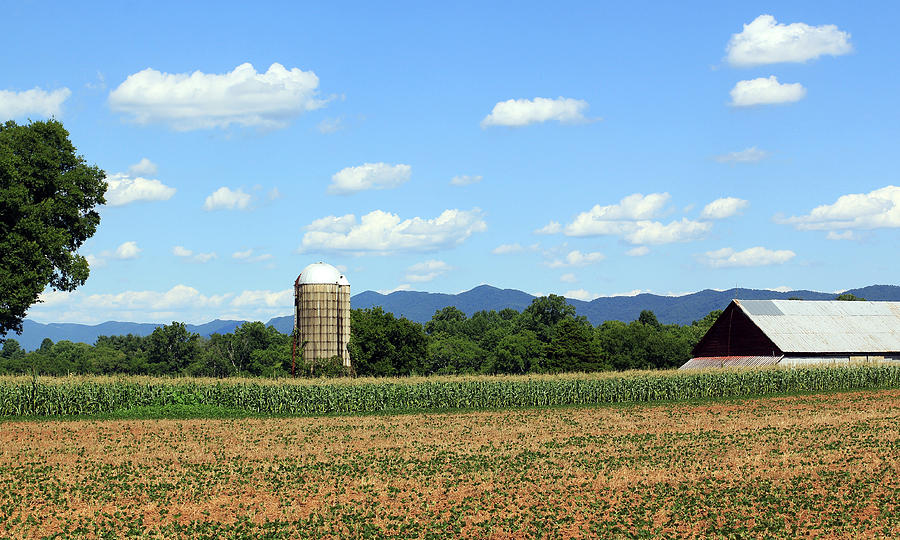 In the Corn Field #1 Photograph by Jennifer Robin
