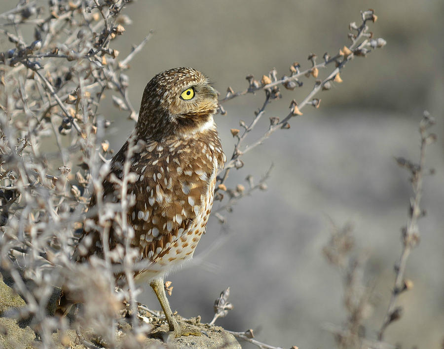 Owl Photograph - In The Distance #1 by Fraida Gutovich