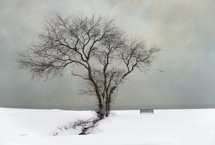  The Midst Of Winter Photograph by Robin-Lee Vieira