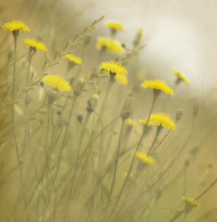Summer Photograph - In the Mist #1 by Rebecca Cozart