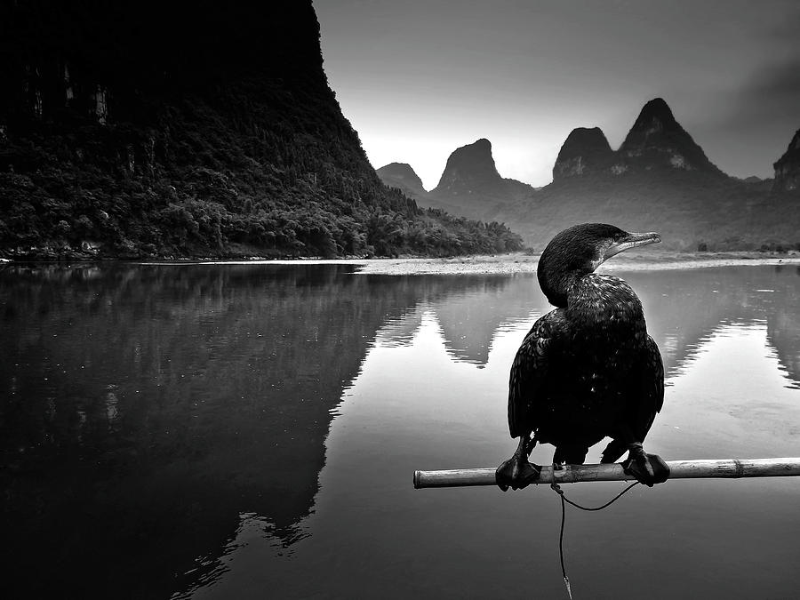 In the rest of cormorant watching the sunset-China Guilin scenery Lijiang River in Yangshuo #1 Photograph by Artto Pan