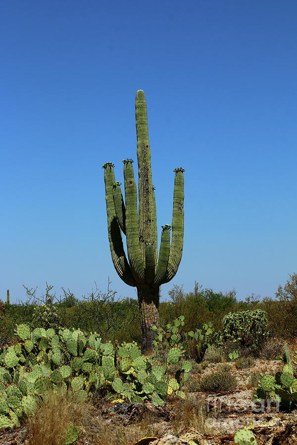 In The Sonoran Desert #1 Photograph by Christiane Schulze Art And Photography
