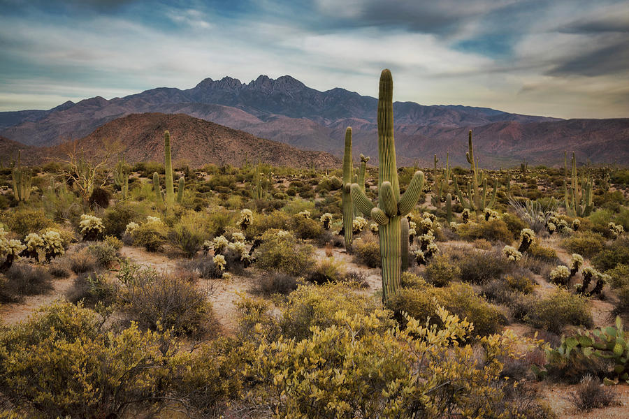 Amongst the Peaks In The Sonoran Desert  Photograph by Saija Lehtonen