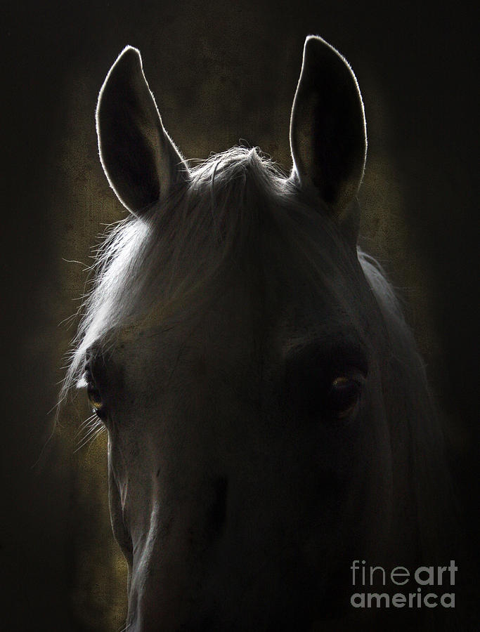 Horse Photograph - In The Stable #1 by Ang El