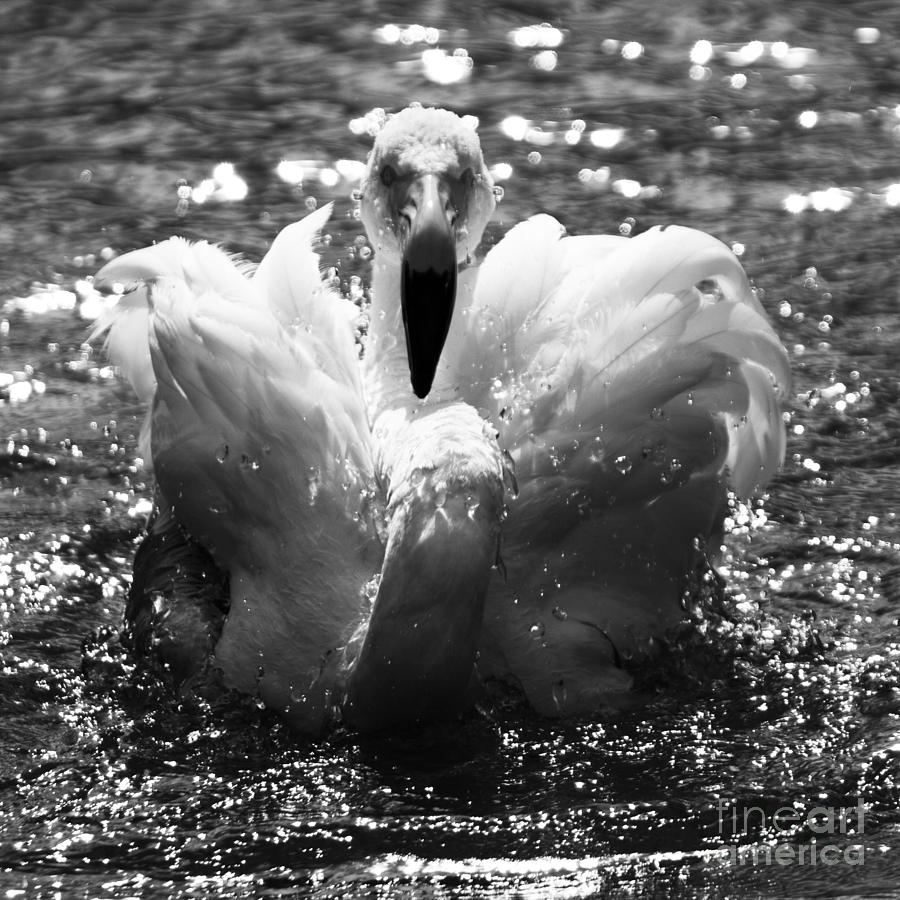 Flamingo Photograph - In The Water #1 by Ang El