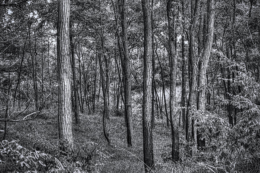 In the Woods Moraine Hills State Park bw Photograph by Roger Passman