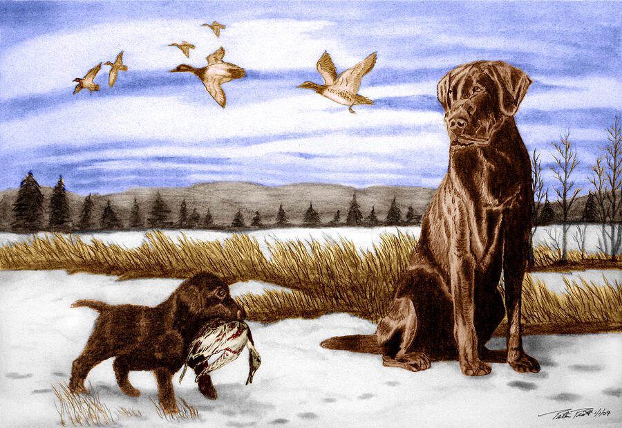 Black Lab Drawing - In Training by Peter Piatt Black Lab Drawing - In Training by Peter Piatt