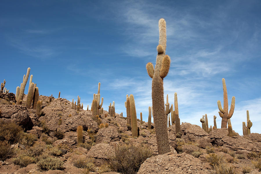 Landscape Photograph - Incahuasi Island View with Giant Cacti #1 by Aivar Mikko