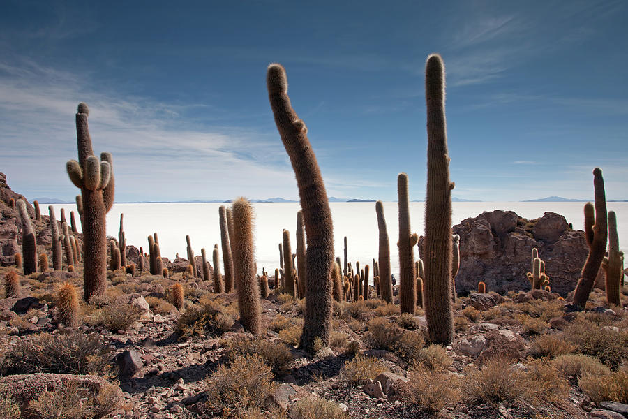 Incahuasi Island View with Giant Cacti and Salt Lake #1 Photograph by Aivar Mikko
