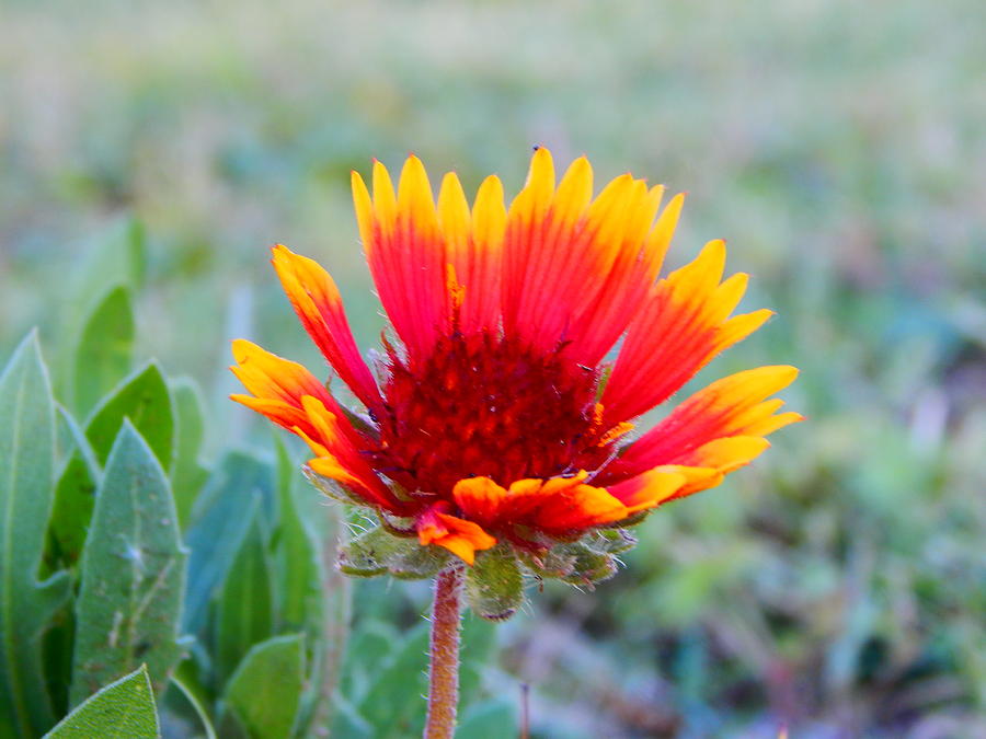 Indian blanket flower #1 Photograph by Virginia White