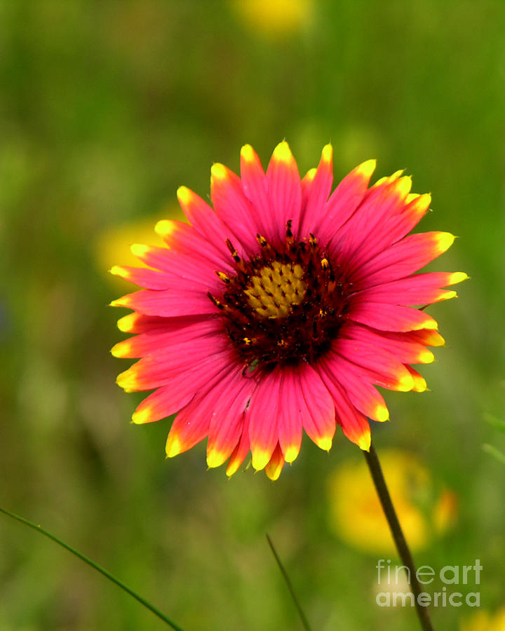 Flowers Still Life Photograph - Indian Blanket #1 by Paul Anderson
