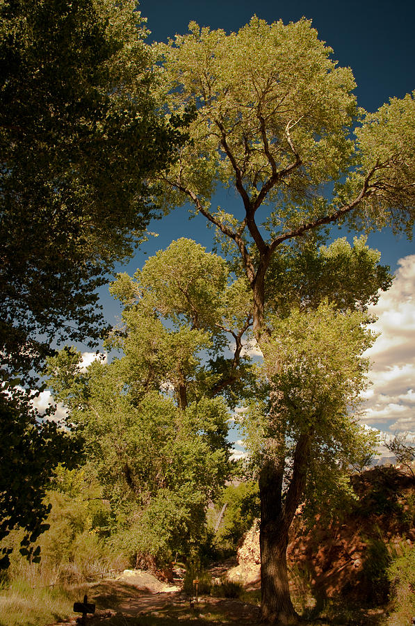 Tree Photograph - INDIAN GARDEN - Grand Canyon Arizona #1 by R J Ruppenthal