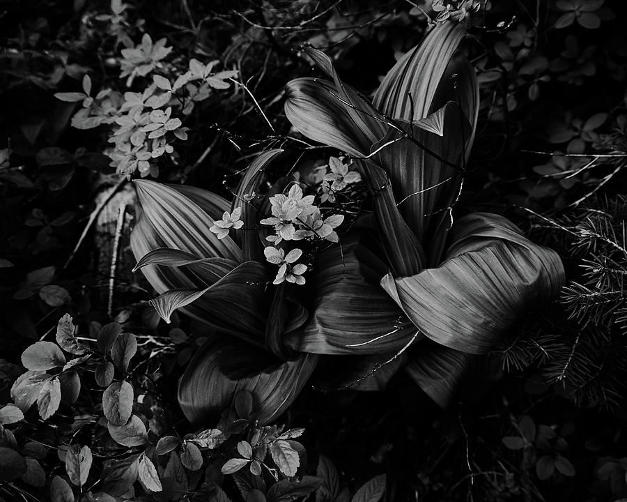 Indian Hellebore 3 by Trever Miller Indian Hellebore 3 by Trever Miller