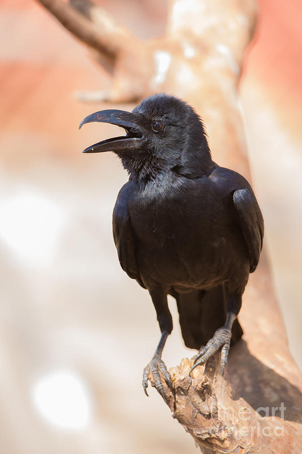 Indian Jungle Crow #1 Photograph by B. G. Thomson