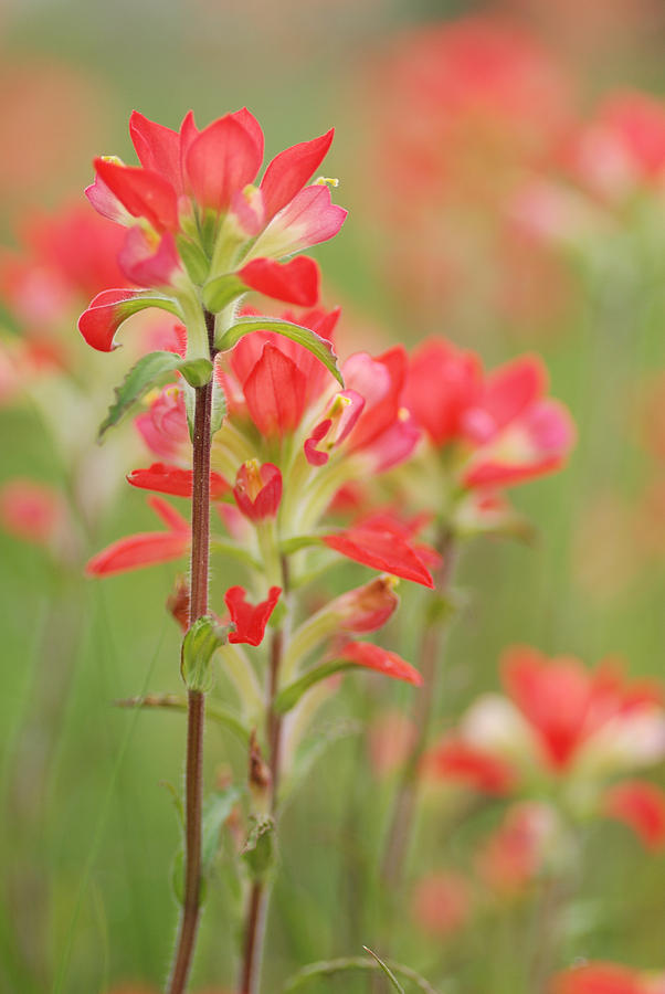 Indian Paint Brush Flower Photograph by Iris Greenwell