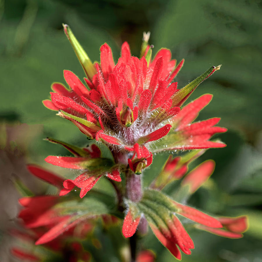 Indian Paintbrush #1 Photograph by Jack Bell
