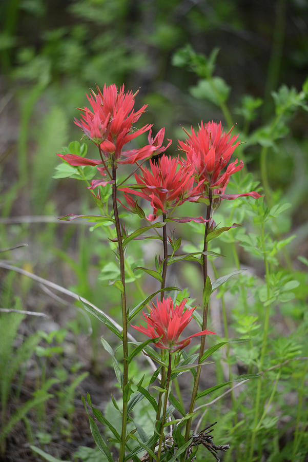 Nature Photograph - Indian Paintbrush 7 by Whispering Peaks Photography